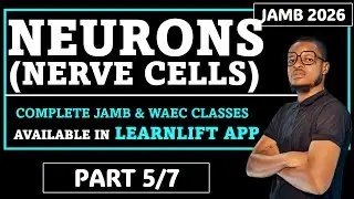 НЕЙРОНЫ (НЕРВНЫЕ КЛЕТКИ) (JAMB 2026 БИОЛОГИЯ И WAEC 2026 БИОЛОГИЯ) (UTME 2026)