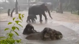 Elephant Water Party! Cute Baby Elephants Enjoy Water Play in the Rain