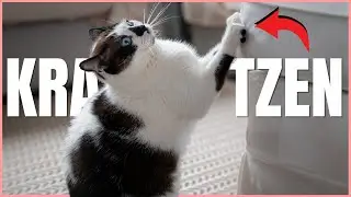 Deine Katze KRATZT an Möbeln, weil du DAS falsch machst!💡