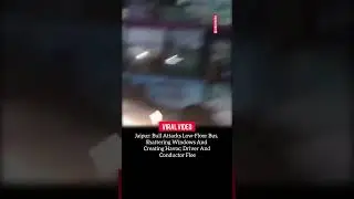 Bull Smash Windows #viralnews #rapidinfo #rapidnews #dailynews #jaipur #jaipurnews #jaipurnewstoday