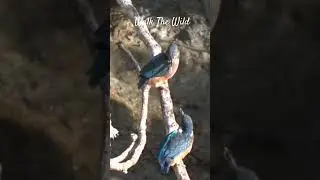 Newly fledgling kingfishers test out their balance #shorts #birds #nature #river #kingfisher