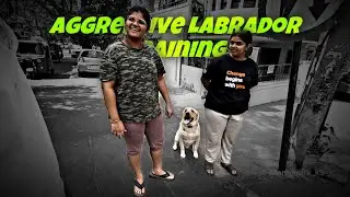 Labrador with Aggressive Behavior|Behavior Correction in 30mins|Obedience |Shaping #monomark #lab