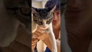 Mi Gato No Sabe Cagar!💩