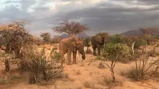 Watch the gentle giants in Kenya on the Sarara Conservancy