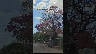 santa Elena Usulut&aacute;n El Salvador CENTRO Am&eacute;rica pulgacito De Am&eacute;rica SV 503