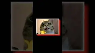 Внимание! Уровень миловидности превышает допустимые пределы!