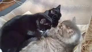 cat 🐱❤️❤️❤️
