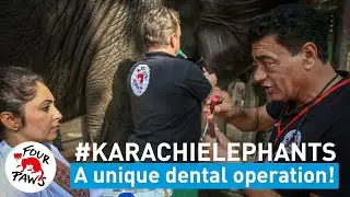 Two elephants need a unique dental operation!