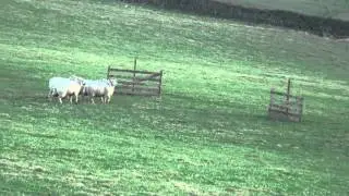 Astra Lisa (Brock x Jess) Scottish Nursery Finals