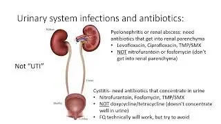 Selecting Antibiotics in Pregnancy : 5 Step Decision Making