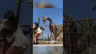 Young boy trying to feed the giraffes 🦒 and gets lifted 🤣🤣🤣