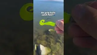 Do Berkeley fishing &ldquo;gulp&rdquo; baits catch fish?!🤔🎣 #fishing #shorts