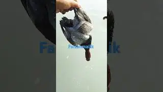 #viralvideo #Malik hunter #Readhead duck hunting
