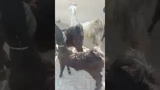 #Nachi Goat# Nachi Bakra#Nachi Bakri#Walwat Nachi Goat Farm Pakistan#Nachi Goat Farming Pakistan#