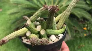 Minha Echidnopsis Cereiformis