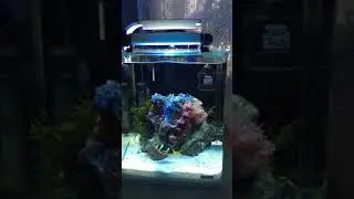 Nano reef dennerle