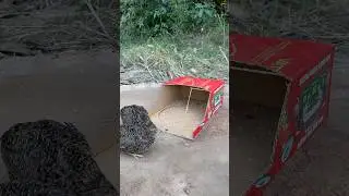 Easy Bird Trap - Quail Trap # simple bird trap #shorts