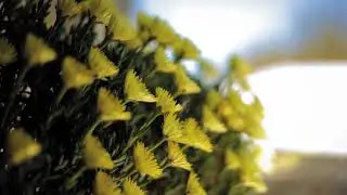 Islamic Background Video No Copyright - Beautiful Flower 🌺 Garden 🪴