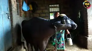 Buffalo Milking & My Farming || village life in gujarat || HD VIDEO 2019