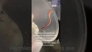 Red worms in gravel?