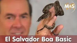 Die kleinste Boa | Zwergboas aus El Salvador | Boa constrictor imperator | Reptil TV