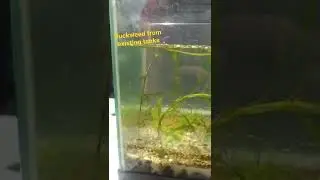 Outdoor Aquarium plant growing experiment part 2! #aquarium #aquascaping #diy #fishtank #plants