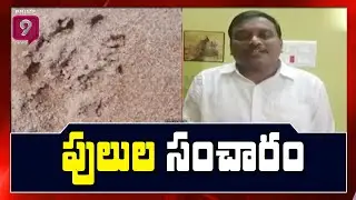 పులుల సంచారం | VIllagers in Pedapalli Report Forest Officials Over Tigers | Priem9 News