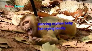 Oh, Poor & very so sad orphan abandoned baby monkey Sok feels so starving crying to beg food eating.
