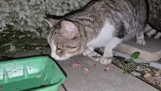 Sokak Kedisine Yardım ❤️ | İşitme Engelliyim Destek Ol 🙏| I&rsquo;m Hearing Impaired &ndash; Please Support 🙏