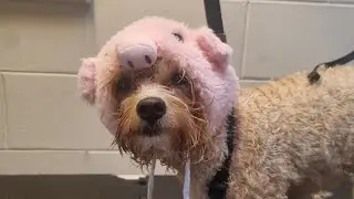 Honey, Moodle Bath😍