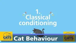 How cats learn - Biscuit Quest part one: classical conditioning
