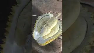 gemoy sekali durian ini #durian #food #yummy #fyp