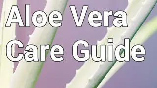 How To Care For Aloe Vera Plants