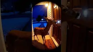 Unexpected Visitor