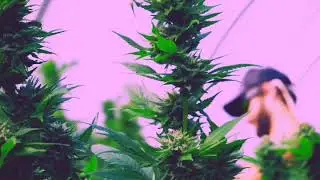 Space Weed | LMC Media