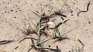 Bernie the Hermit Crab