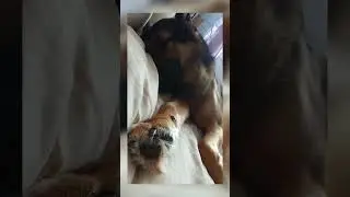 Малыш уснул под флейту #dogs #animals #животные #собаки #sleep #flute #dog #animal #собака