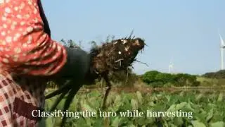 一芳 芋農同行 YiFang - Taro Harvest