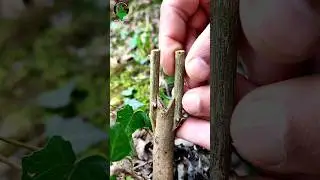 How to graft fruit trees | Best grafting techniques #grafting #shorts