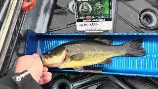 Largemouth bass release Peconic lake