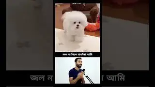 Bengali Dog Shenanigans | Funniest and Cutest Moments