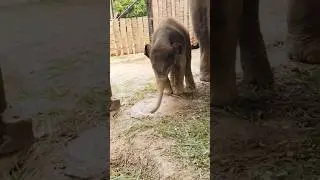 Look at cute baby elephant playing with her little trunk 😍 #babyelephant #elephant #funny #shorts