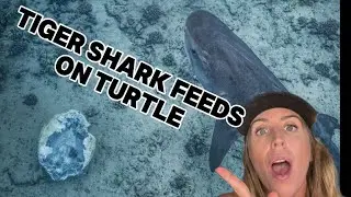 Tiger shark feeds on turtle