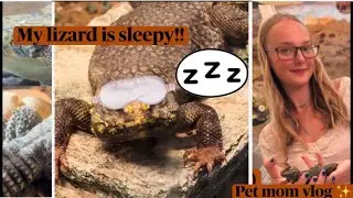 WHY does my LIZARD sleep so much!? ✨🦎 (brumation, nature centers, + chaos) 