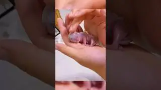 Rescuing a Tiny Newborn Kitten &mdash; How He Did It ( 1st Ep ) 🐾💕