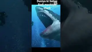 math ki Sabse Badi machhali shark 😍😊big
