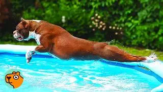 Dog Runs Full Speed Just To Jump Into The Pool | Cuddle Buddies