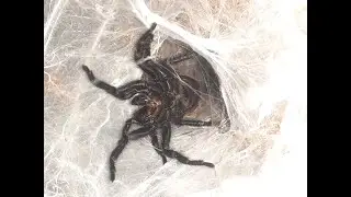Funnel Web  Spider Macrothele Calpeiana Feeding