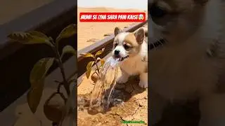 A Puppy Saved a Tree&hellip; But Lost Everything | Emotional Story #save #tree #water #dog