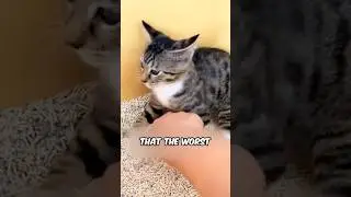 Этот кот &mdash; проказник